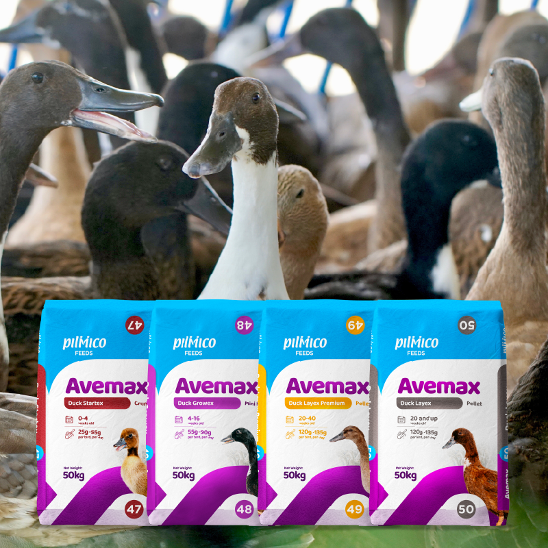 Pilmico Avemax Duck feed range with ducks