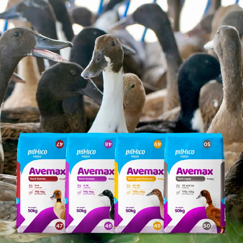 Pilmico Avemax Duck feed range with ducks