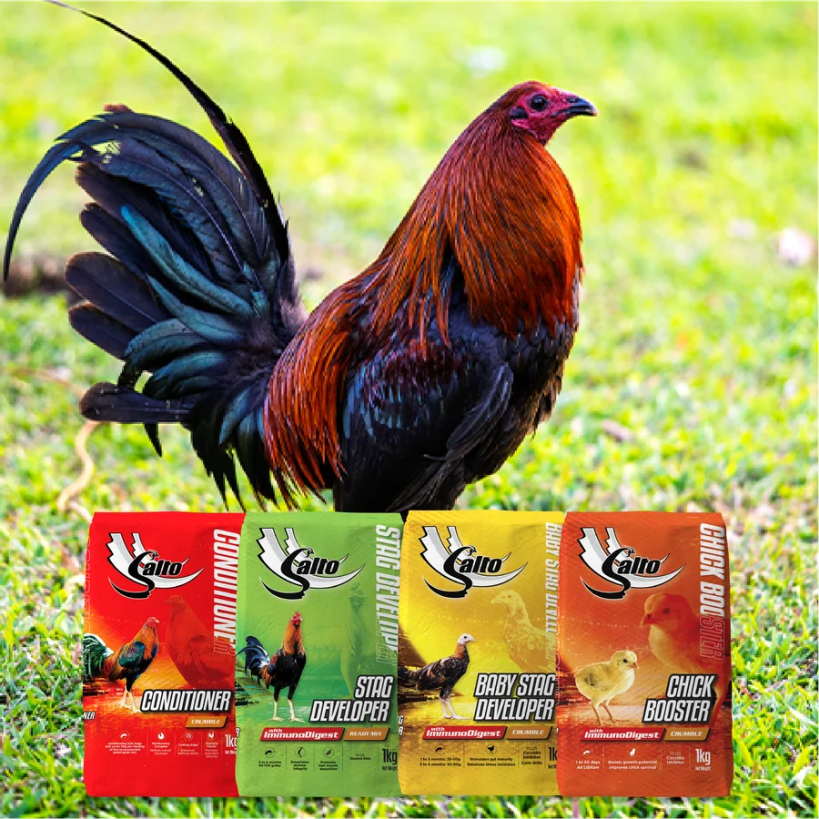 Salto gamefowl feed range with a rooster