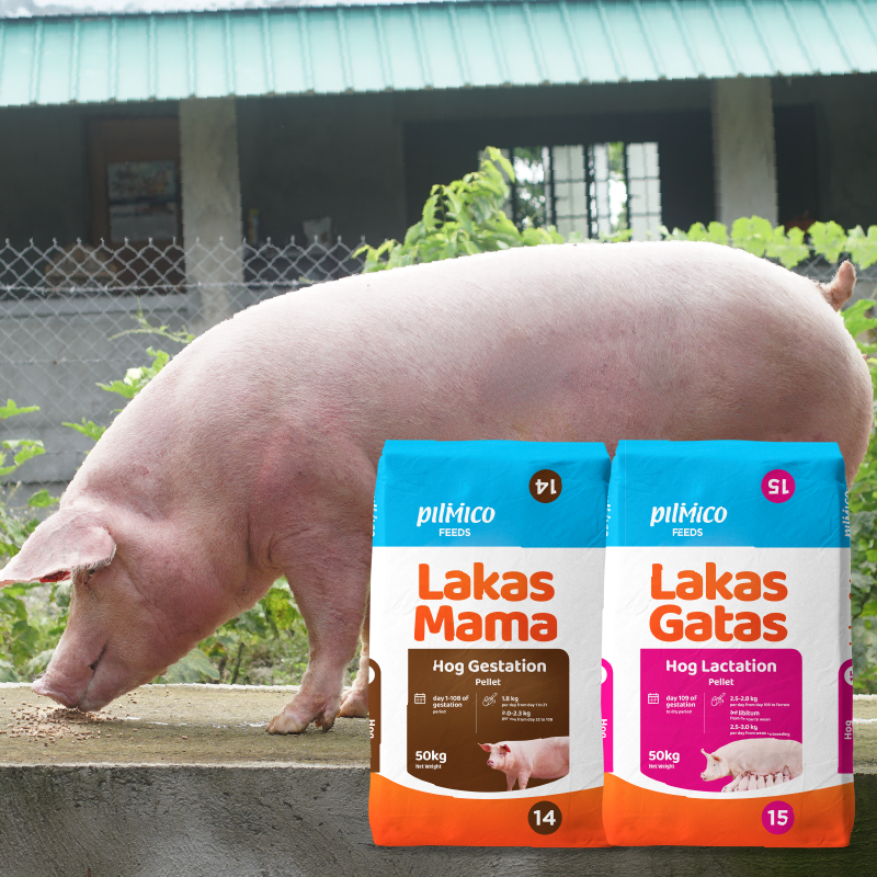 Pilmico Lakas Tandem breeder feed range with a sow